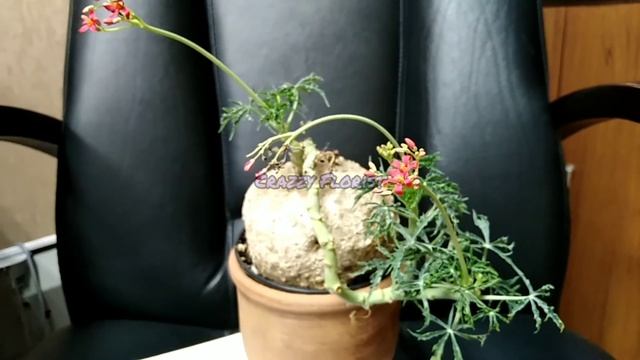 (Jatropha berlandieri) Ятрофа берландиера смотреть онлайн