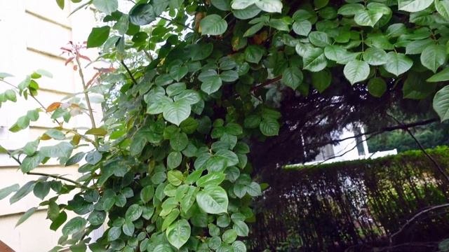 Rose Mosaic Virus смотреть онлайн