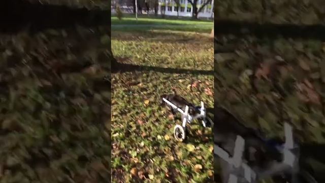 Инвалидные коляски для безногих СОБАК смотреть онлайн