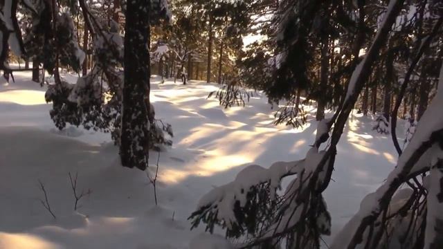 Глухарь, взлетающий из лунки а снегу смотреть онлайн