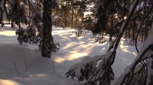 Глухарь, взлетающий из лунки а снегу