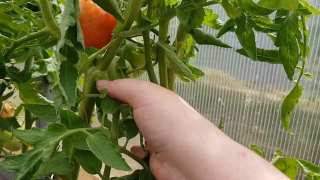 Сорт томата Медовые 22,07,2023 Сорт нужно приручить, и он покажет себя во всей красе.