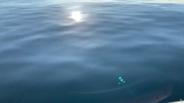 Луфарь, ставрида. Рыбалка в Ялте, Кацивели 29.10.21 смотреть онлайн