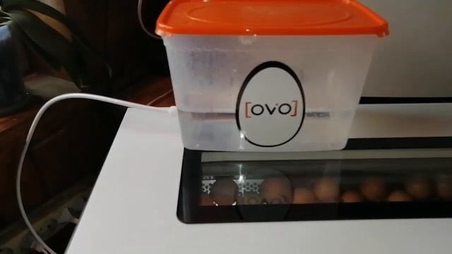 #инкубатор #OVO смотреть онлайн