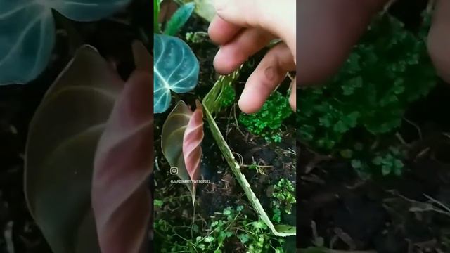 #remusatia #plantasdesombra #selaginella #hospitaldeplantas #musgos #livingwithplants #plants смотреть онлайн
