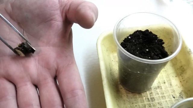 Экстремальное размножение...инжира.