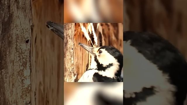 Для чего дятел закрывает глаза во время долбежки смотреть онлайн