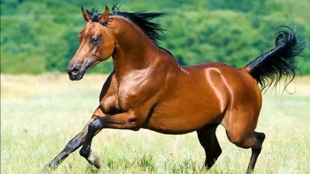 Арабская лошадь разведение и особенности породы | Коневодство | Арабская порода лошадей смотреть онлайн