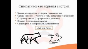 4.0. Общие понятия о вегетативной нервной системе