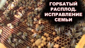 Горбатый расплод. Исправление семьи.