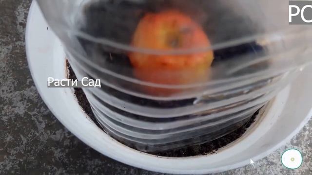 Как вырастить яблочное дерево из яблока невероятным способом??? смотреть онлайн