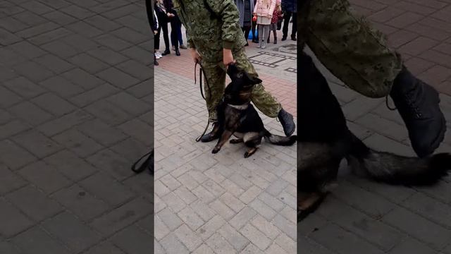 Гродно служебные собаки смотреть онлайн
