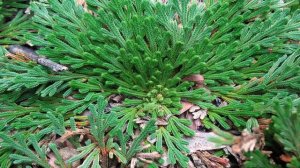 Плаунок или Селагинелла: уход в домашних условиях за оригинальным небольшим экзотическим растением