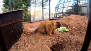 Степной сурок - Байбак. Кратко о грызуне