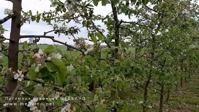 Самая важная обработка яблонь смотреть онлайн