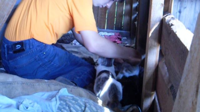 Дикие дачные кошки