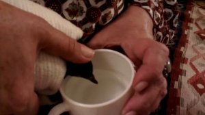 FAQ по уходу за голубями. Часть 2