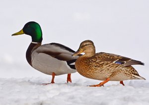Невероятно большое скопление птицы (дикой утки) в пойме спального жилмассива большого города Киров