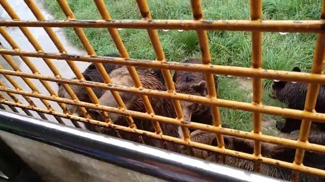 Shanghai Wild Animal Park Bus Tour смотреть онлайн