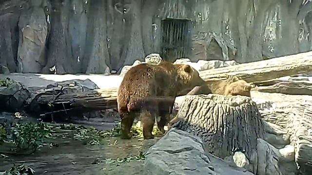 Киевский зоопарк.Медведи смотреть онлайн