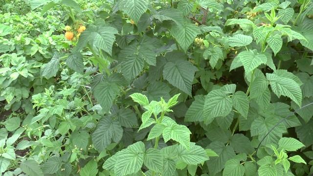 Малина Жёлтый гигант смотреть онлайн