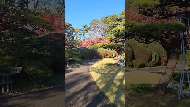 Роскошный японский сад в декабре смотреть онлайн