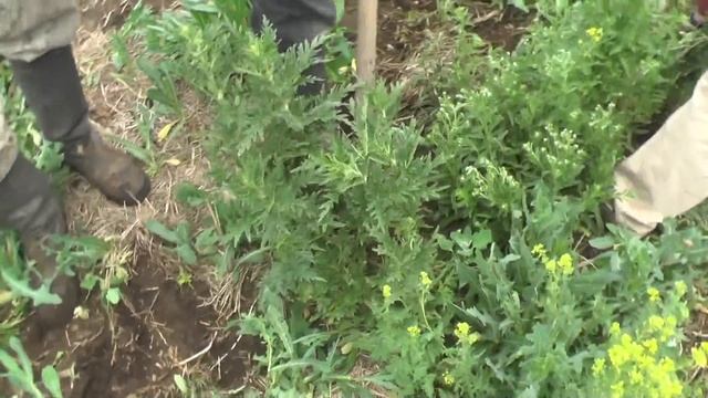 Убрать крапиву. Здесь будет столовая без комаров. 10.06. 2016 смотреть онлайн