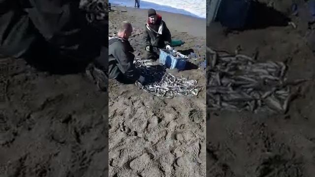 Как ловят "Уйка"(мойву) на Сахалине. смотреть онлайн