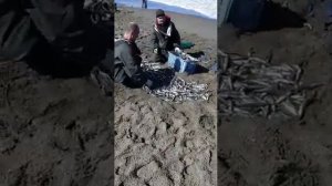 Как ловят "Уйка"(мойву) на Сахалине.