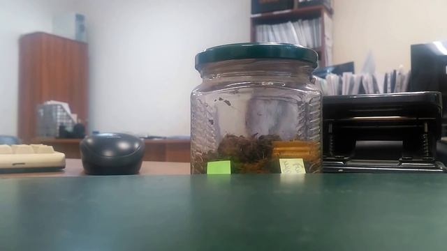 Дрозофила. смотреть онлайн