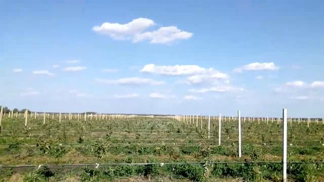 Посадка яблоневого сада,монтаж системы полива тел 258020, тел 89374226485 смотреть онлайн