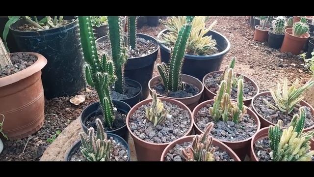 Acanthocereus tetragonus صبار القلعة المذهل смотреть онлайн