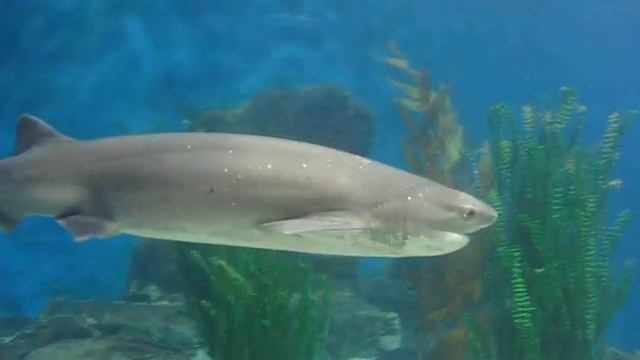 Melbourne_aquarium смотреть онлайн