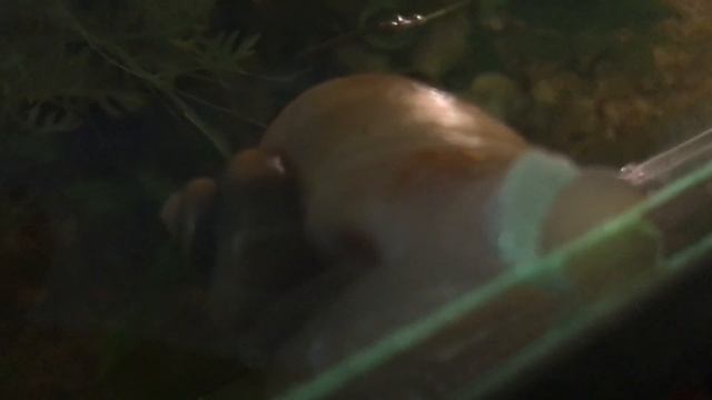 #Ампулярия откладывает икру смотреть онлайн