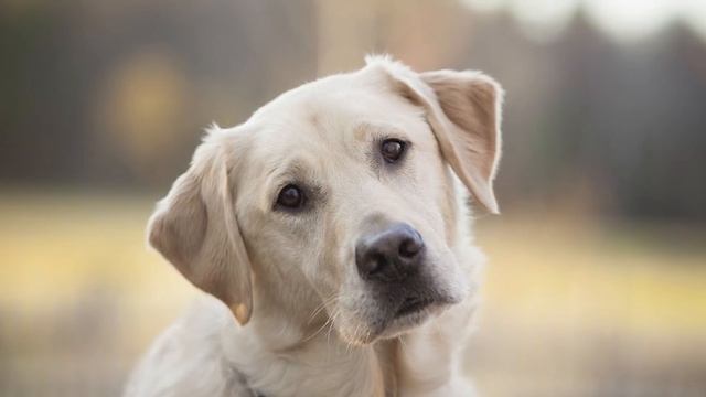 ШЕРСТЬ СОБАКИ - СТРОЕНИЕ, ОСОБЕННОСТИ И УНИКАЛЬНЫЕ СВОЙСТВА смотреть онлайн