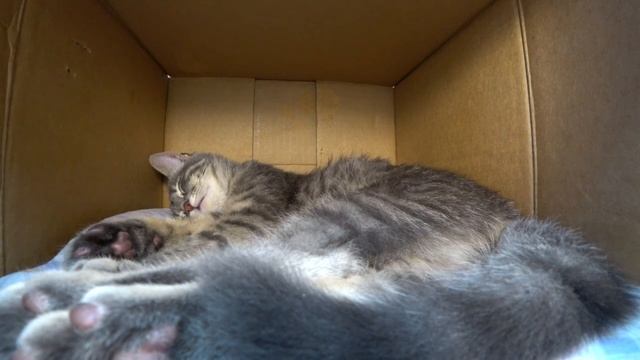 Смешные котята. Няшка, ты выпила ОЗВЕРИН? Пляски на кресле. смотреть онлайн