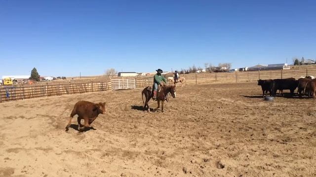 Tango 11-25-16 смотреть онлайн