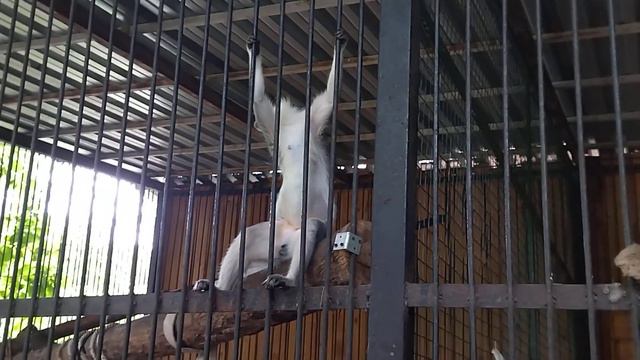 ОБЕЗЬЯНЫ, ЗООПАРК "САДГОРОД", ВЛАДИВОСТОК смотреть онлайн