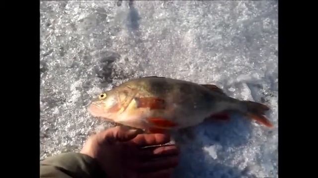 Видеоотчёт о рыбалке, Ульяновский пруд. 3 апреля 2015 года смотреть онлайн