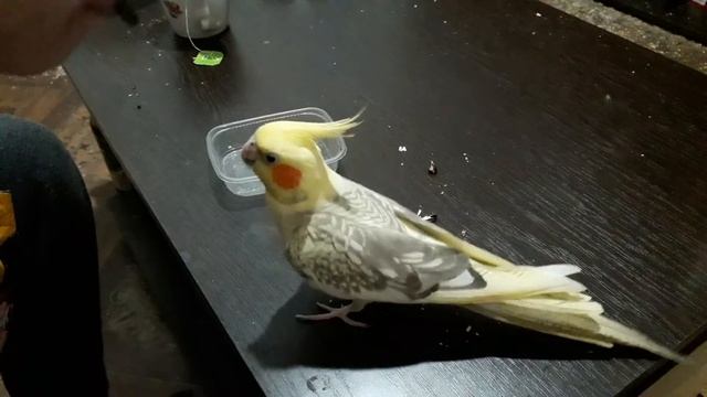 Птичка Ксюша узнает семечки по упаковке. Разве это возможно? смотреть онлайн