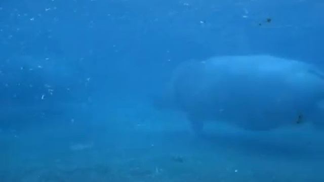 Бегемоты в зоопарке Сан Диего смотреть онлайн