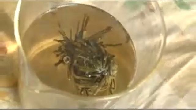 Завариваем китайский чай в шариках смотреть онлайн