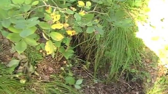 Река Кинда или за шишками