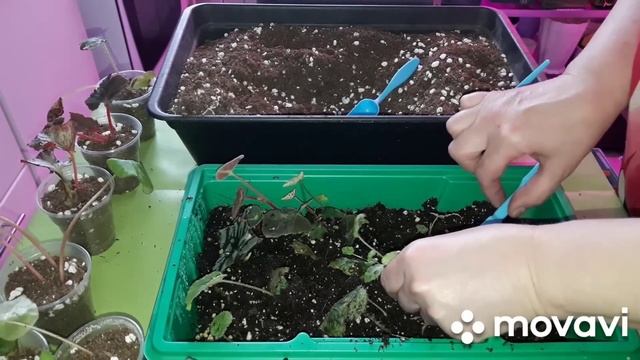 КОМНАТНЫЕ РАСТЕНИЯ(ЦВЕТЫ).РАССАЖИВАЮ ТЕПЛИЧКИ.ПОКАЗЫВАЮ,КАПИЛЛЯРНЫЙ МАТ. смотреть онлайн