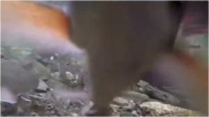 Нерест лосося. Нерка. Подводная съемка.|Spawning of a salmon. Underwater shooting.