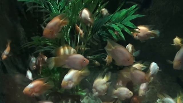 Астана 2017 (МЕГА, ЭКСПО-2017, Байтерек, колесо обозрения, океанариум). смотреть онлайн