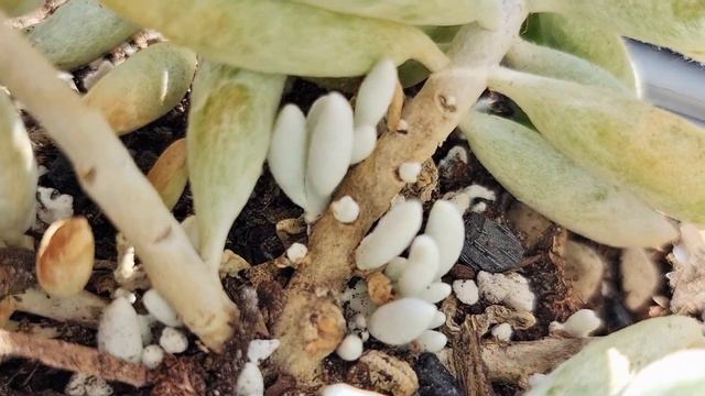 Senecio cocoon succulent~rare but easy to grow succulent. Succulent habitat. One succulent per day смотреть онлайн