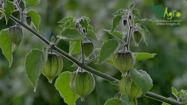 Перуанский физалис!  Как выращивают это растение! FullHD 1080p