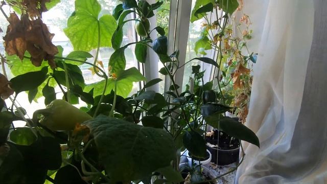 ОГОРОД НА ОКНЕ - выращиваю комнатные огурцы и перцы смотреть онлайн