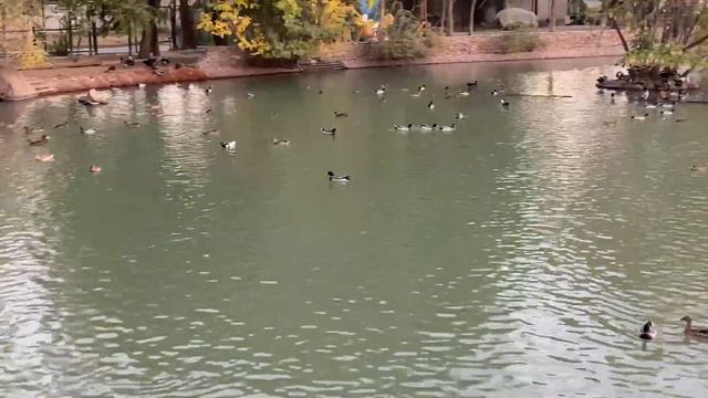 Tashkent Zoo. Freshwater birds./ Ташкентский зоопарк. Пресноводные птицы. смотреть онлайн